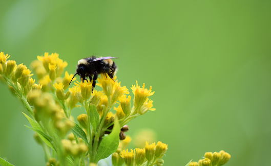 A single black and yellow honey bee pollinating a goldenrod (Solidago) wildflower in a garden meadow with a natural defocused green background.