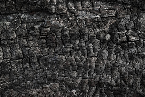 istock Texture of burned tree. Fire consequences. Abstract background. Burnt wooden surface 1087305984