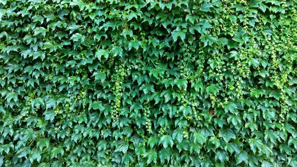 istock Fabulous wall of dark green leaves. 1087307702