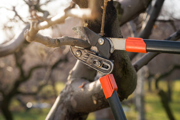 pruning fruit trees with pruning shears stock photo