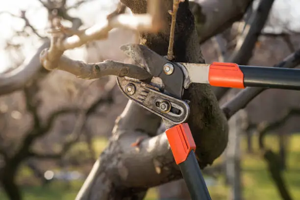 Photo of pruning fruit trees with pruning shears