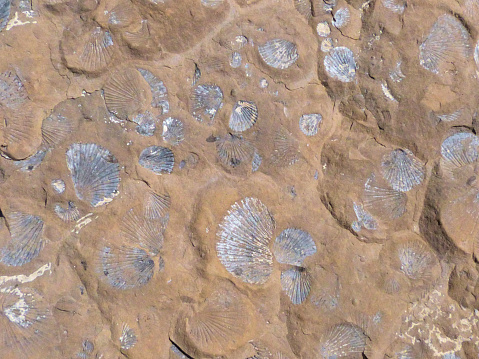 A full frame brown beige abstract background of gray and white color clam mollusk fossil seashells embedded in rock layers.