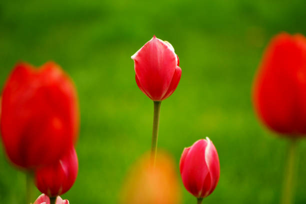 Red tulips in public park garden.