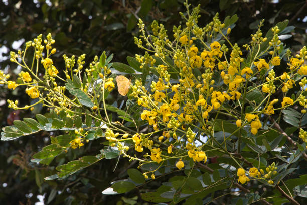 istock yellow flowers, yellow butterfly 1087309980