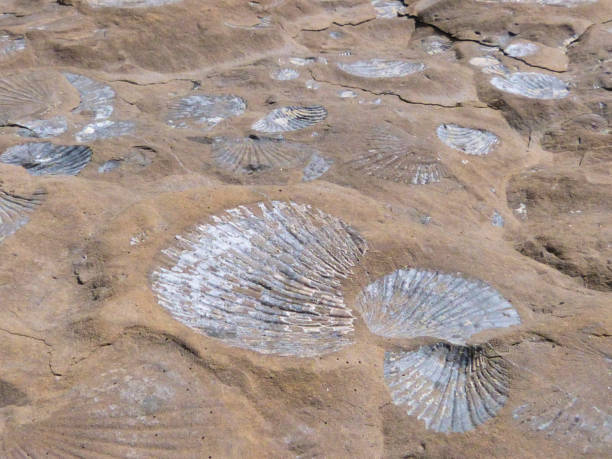 istock Ancient Fossil Seashells Embedded In Rock Archaeology Background 1087311560
