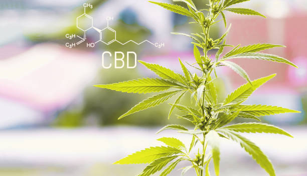 istock Structural model of cbd molecule. Cannabis marijuana with the image of the chemical formula CBD cannabidiol 1087320080