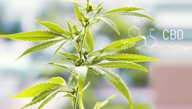 istock Structural model of cbd molecule. Cannabis marijuana with the image of the chemical formula CBD cannabidiol 1087320082