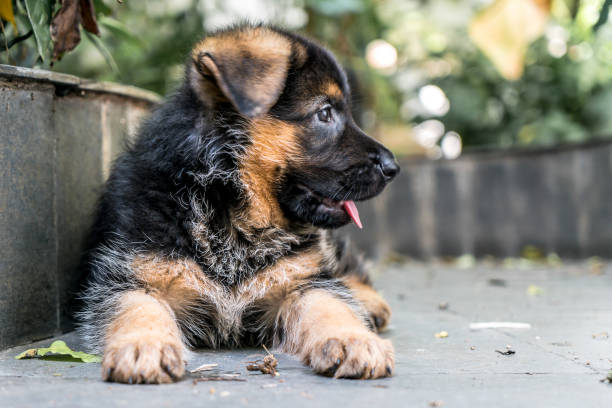 istock German Shepherd puppy dog 1087328624