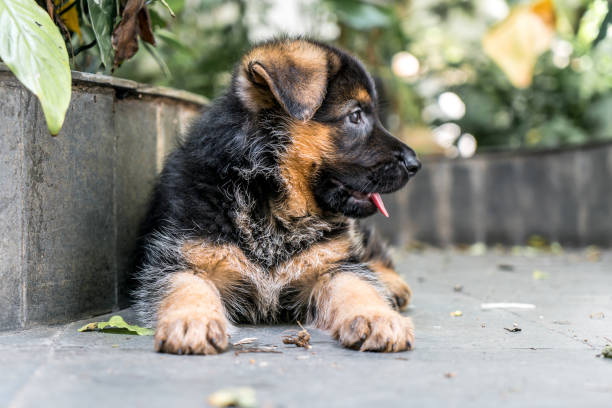 istock German Shepherd puppy dog 1087328644