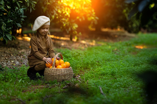 Adorable little girl picking fresh ripe oranges in sunny orange tree garden in Italy