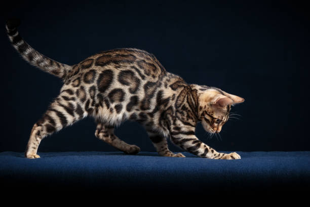 Bengal Cat in Studio Female Bengal Kitten in Studio, very contrasty Markings, blue Background prionailurus bengalensis stock pictures, royalty-free photos & images