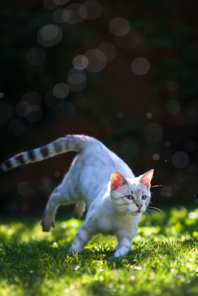 istock White Lynx Bengal playing outdoor 1087331958