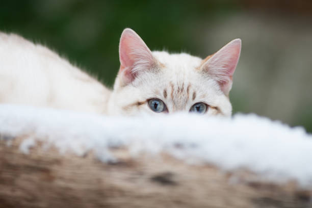 Cute little kitten hiding under a house