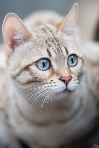 istock Mink Bengal Cat close up 1087332130