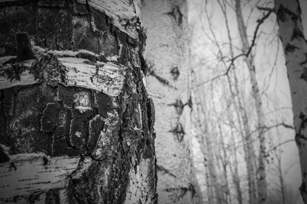 istock The trunk of a birch with white peeling bark 1087334024