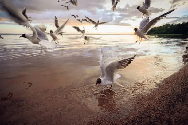 Photo of Black-headed gulls (Chroicocephalus ridibundus)