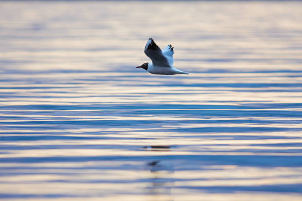 gaviota reidora (chroicocephalus ridibundus) - common black headed gull fotografías e imágenes de stock