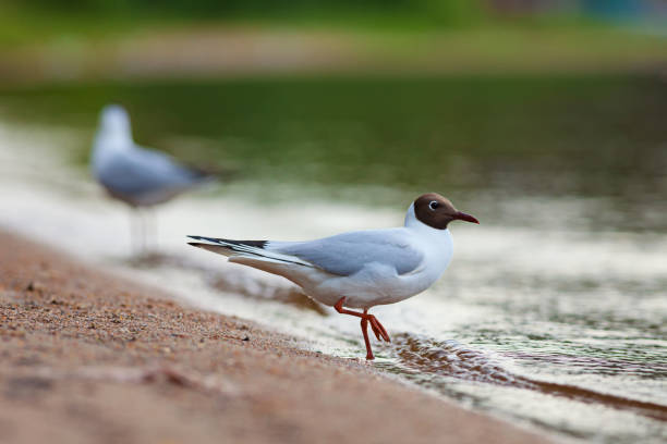 chroicocephalus ridibundus (chroicocephalus ridibundus) - common black headed gull foto e immagini stock