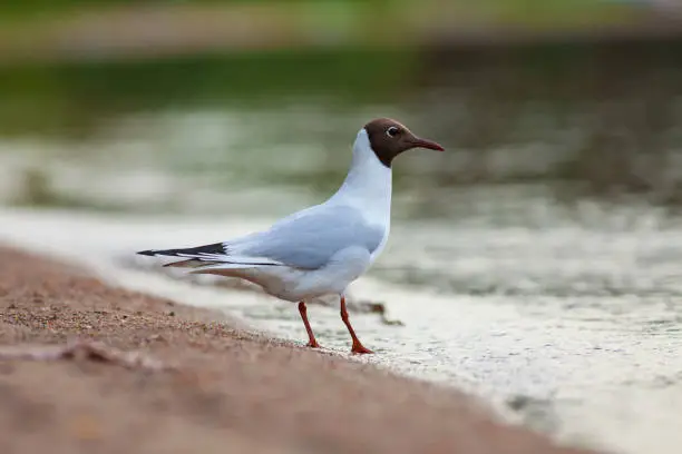 Photo of Black-headed gull (Chroicocephalus ridibundus)