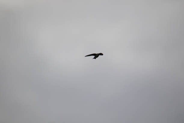 istock A tree swallow flying on a cloudy day