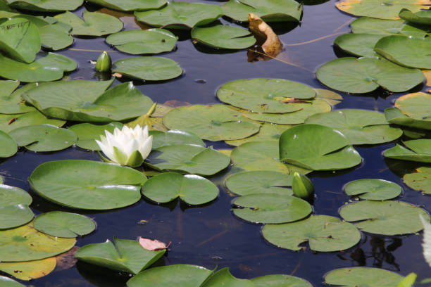 istock A white water lily with a yellow center