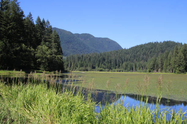 istock A view of a small lake bordered by trees