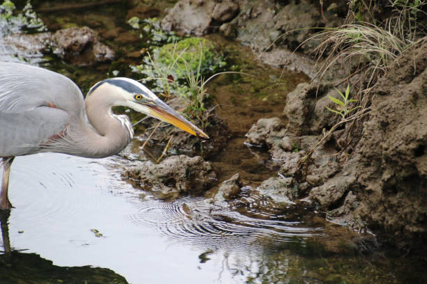 istock A closeup of a great blue heron head with a fish 