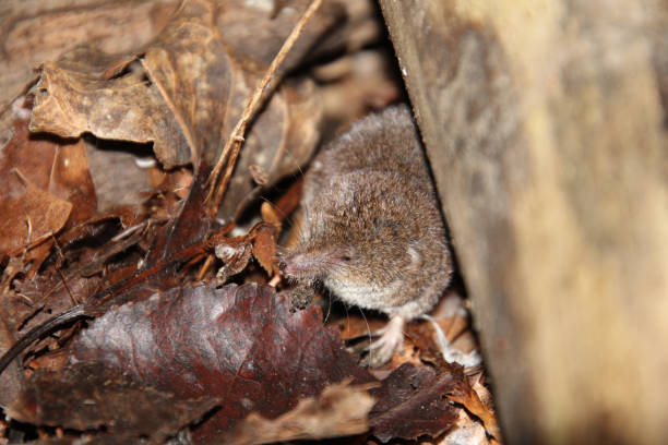 istock A shrew under the edge of a fallen log