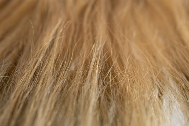 istock Natural blonde human hair 1087350226