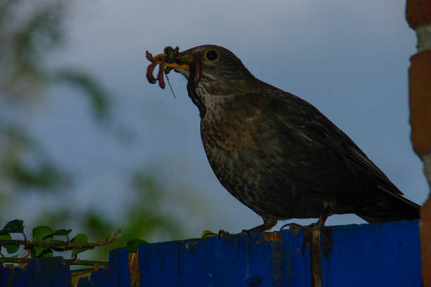 Blackbird with food for feeding and care here chicks