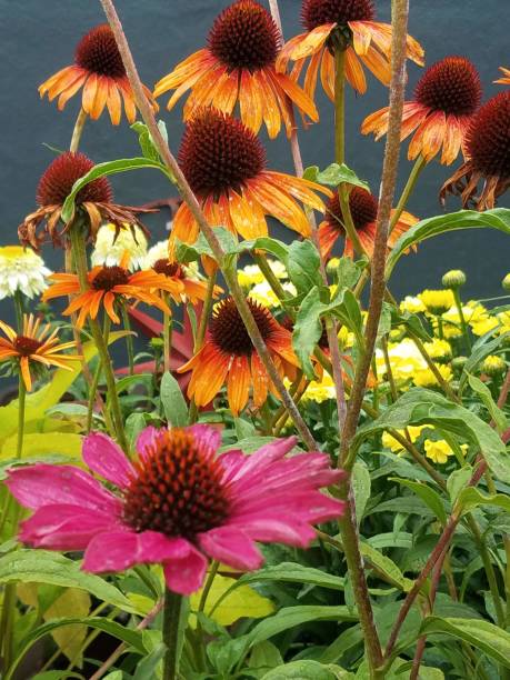 istock Beautiful and Colorful Flowers 1087355474