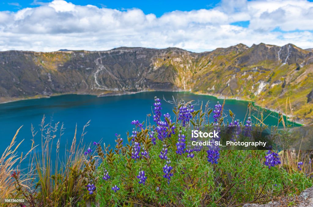 Quilotoa Volcanic Crater, Ecuador Wide angle landscape of the volcanic crater of Quilotoa with lupines in the foreground near the city of Quito, Ecuador. Cotopaxi Stock Photo