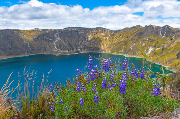 Quilotoa Volcanic Crater, Ecuador Wide angle landscape of the volcanic crater of Quilotoa with lupines in the foreground near the city of Quito, Ecuador. cotopaxi photos stock pictures, royalty-free photos & images