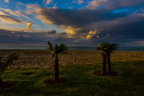 Photo of The palms on the beach during the sunset time
