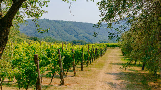 filari di viti in un vigneto, vicino a padova, italia - padova italy foto e immagini stock