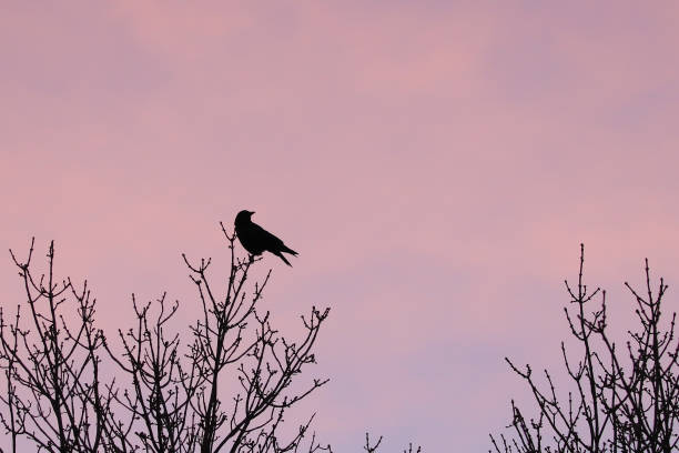 istock Raven on a tree in silhouette against a magenta sky. 1087369500