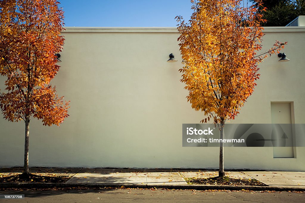 Colorful Trees  Autumn Stock Photo
