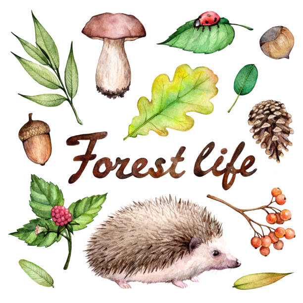 Forest life watercolor set. Illustration on white background with hedgehogs, ladybug, hazelnut, mushroom, acorn and leaves.