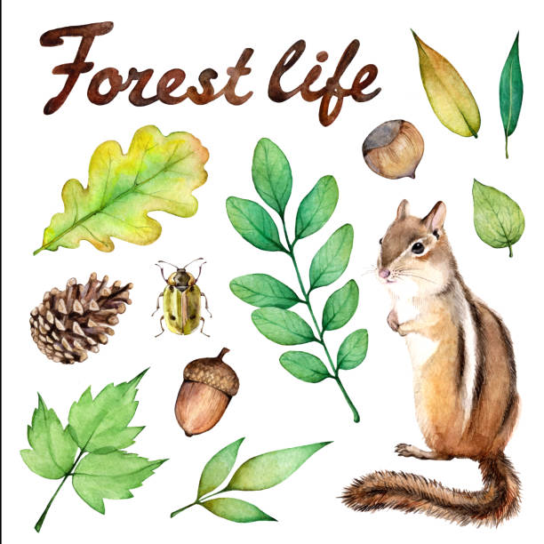 ilustrações, clipart, desenhos animados e ícones de conjunto aquarela da vida floresta. ilustração em fundo branco com esquilo, joaninha, avelã, cogumelo, bolota e folhas. - chipmunk