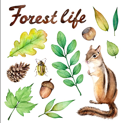 Forest life watercolor set. Illustration on white background with chipmunk, ladybug, hazelnut, mushroom, acorn and leaves.
