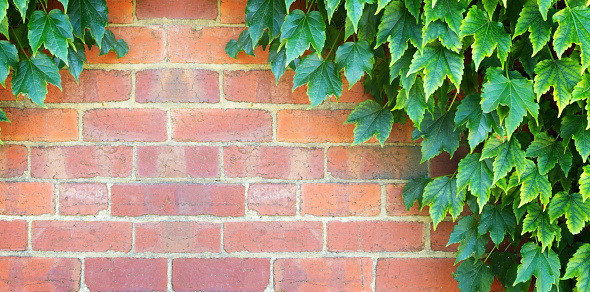Green ivy leaves on red brick wall background