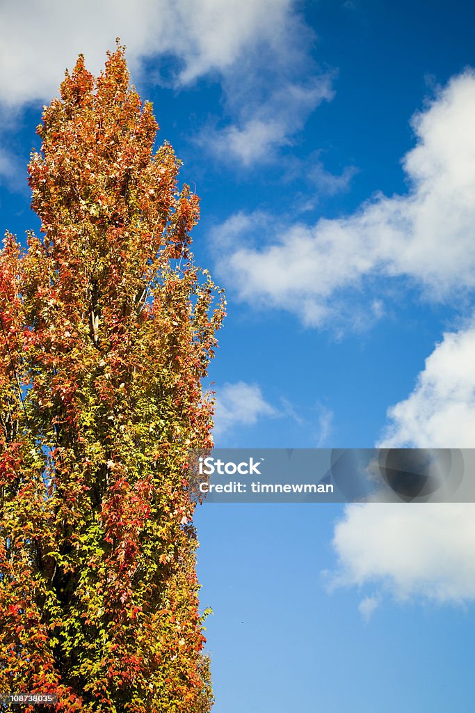 Habitación bien iluminada de colores en otoño - Foto de stock de Aire libre libre de derechos