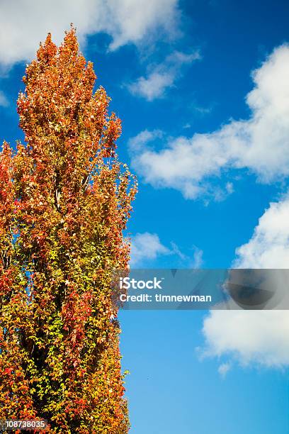 Habitación Bien Iluminada De Colores En Otoño Foto de stock y más banco de imágenes de Aire libre - Aire libre, Azul, Blanco - Color