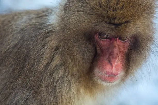 A close up shot of Snow Monkey in Nagano.