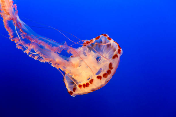 istock Orange jelly fish on a dark blue background 1087386358