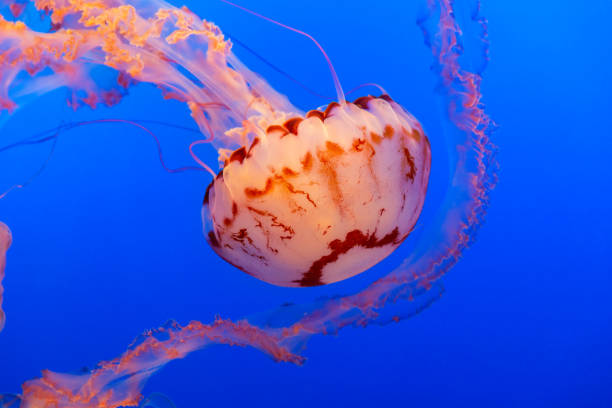istock Orange jelly fish on a dark blue background 1087386366