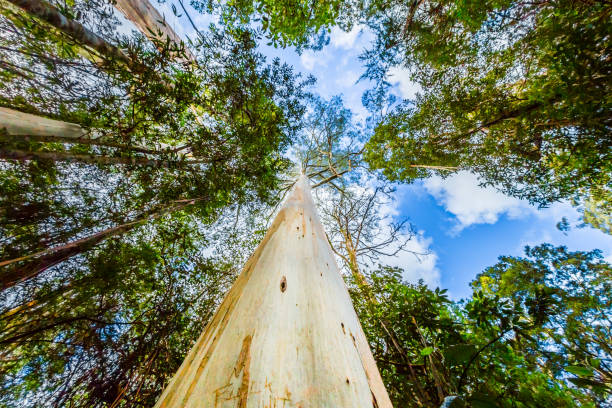 bosque de eucaliptos de australia - tree area beautiful vanishing point tree trunk fotografías e imágenes de stock