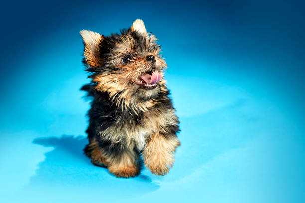 Beautiful Yorkshire Terrier puppy sitting