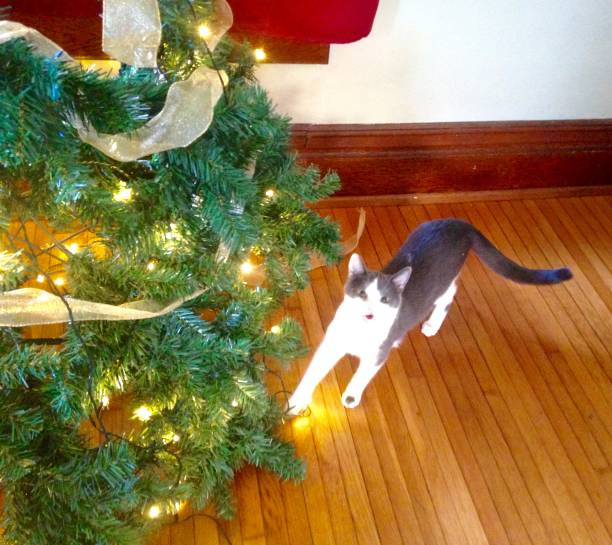 istock Naughty cat messing up Christmas tree 1087399506