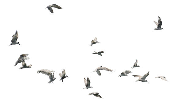 istock Flock of birds flying isolated on white background. 1087405492